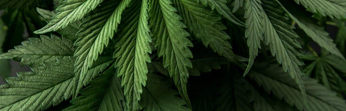 cannabis plant - southeastaddictiontn.com